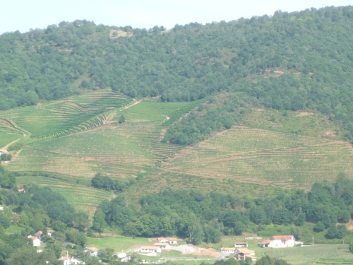 Vignoble de la toute petite appellation de 250h d'Irouléguy
