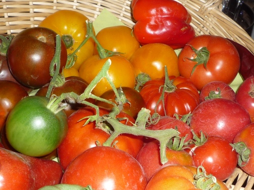 tomates Bio